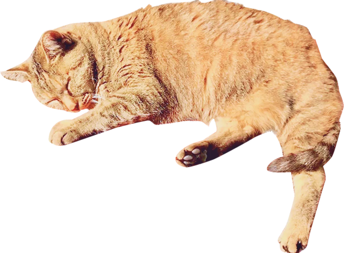 寝そべる茶色い猫