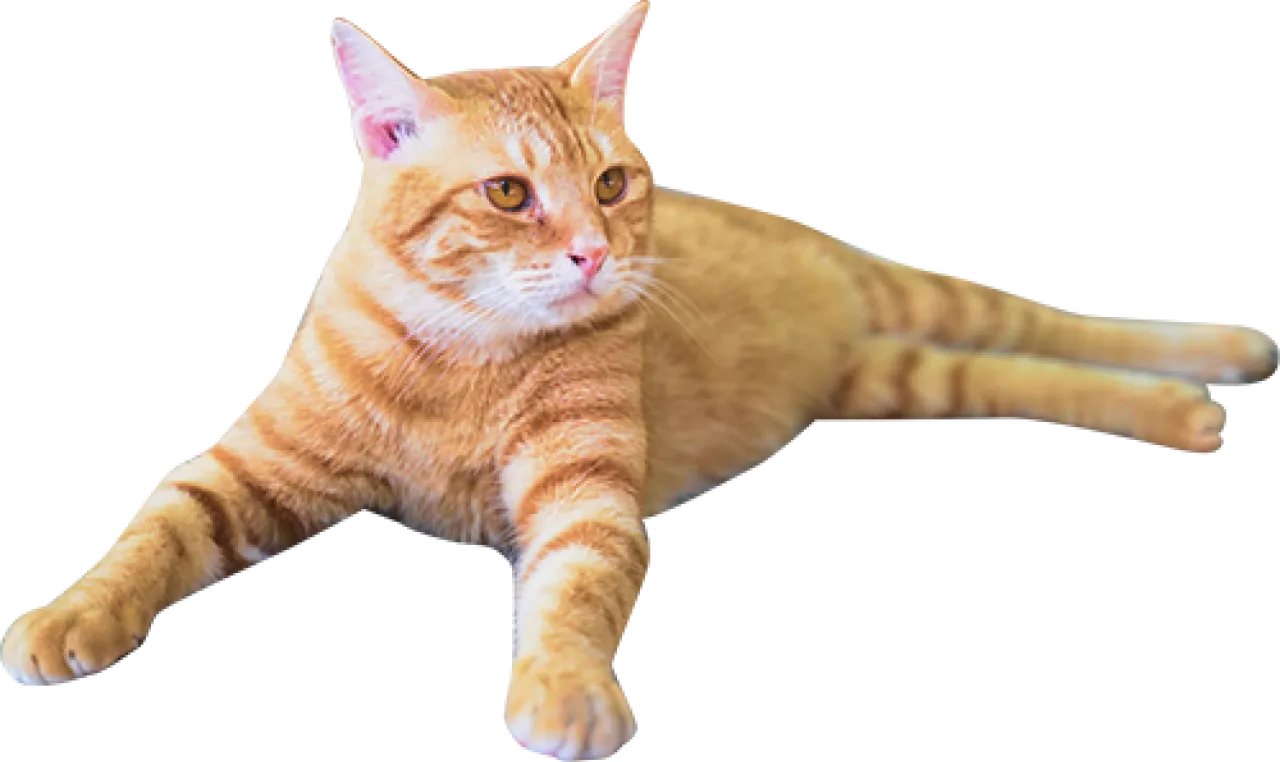 寝そべる茶色い猫