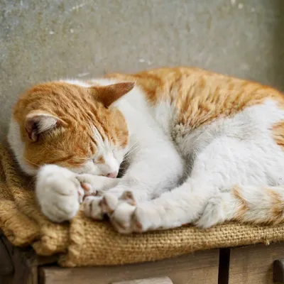 丸くなって眠る猫